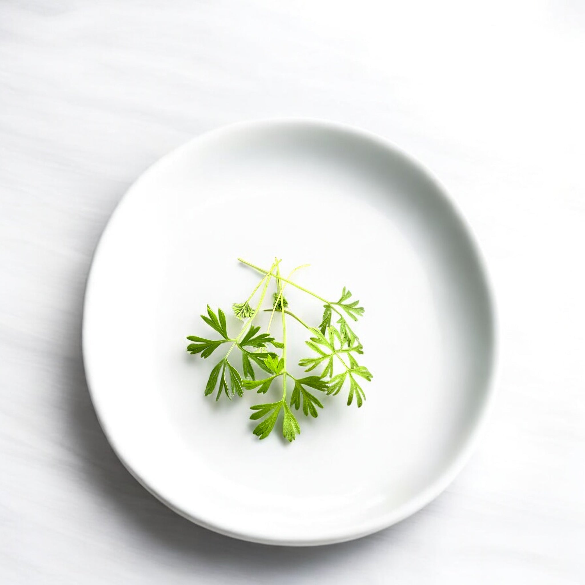 Micropousses de Carotte — Casa Verde Microfarm