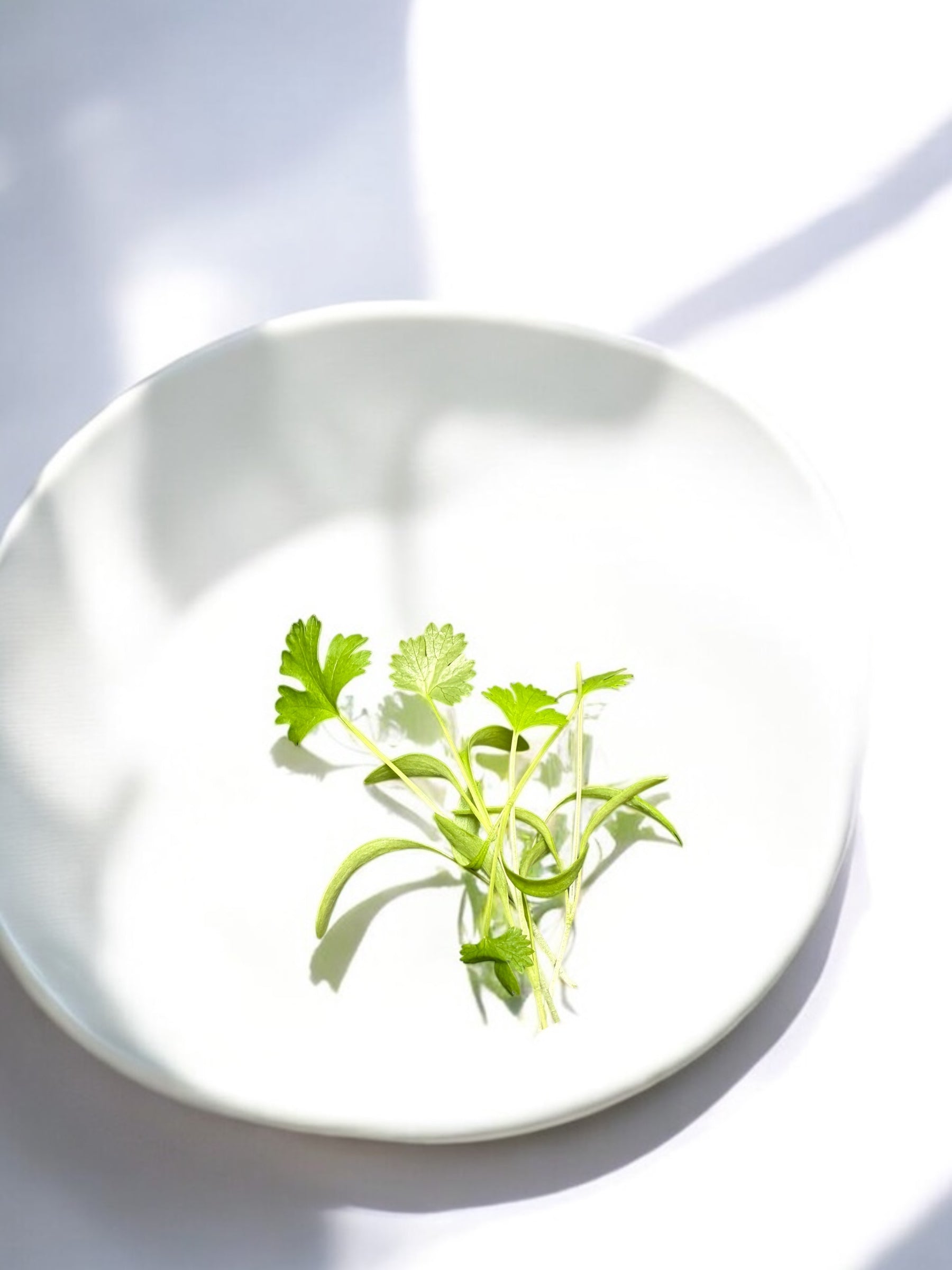 Micropousses de coriandre — Casa Verde Microfarm