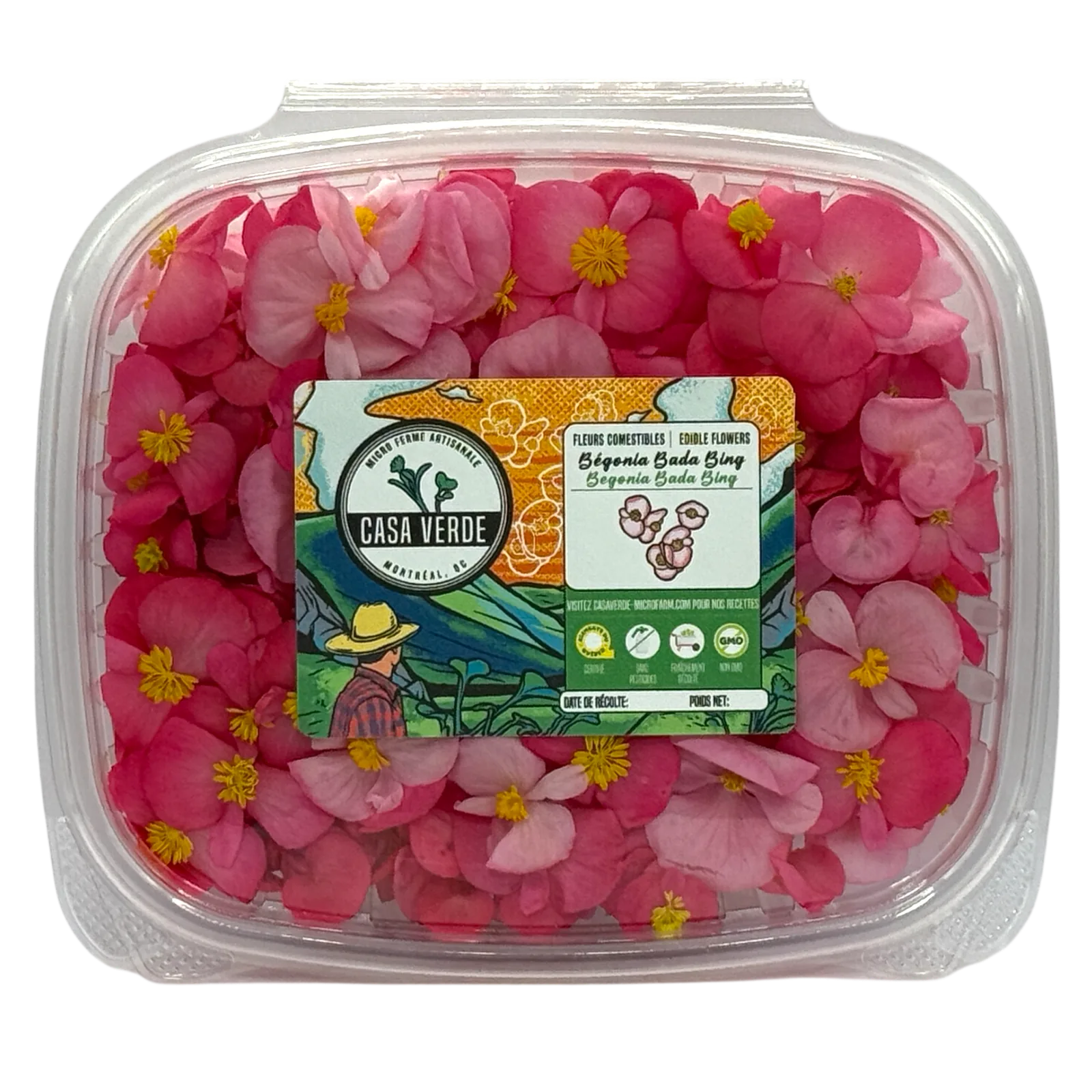 Micropousses de Fleurs comestibles de bégonia — Casa Verde Microfarm