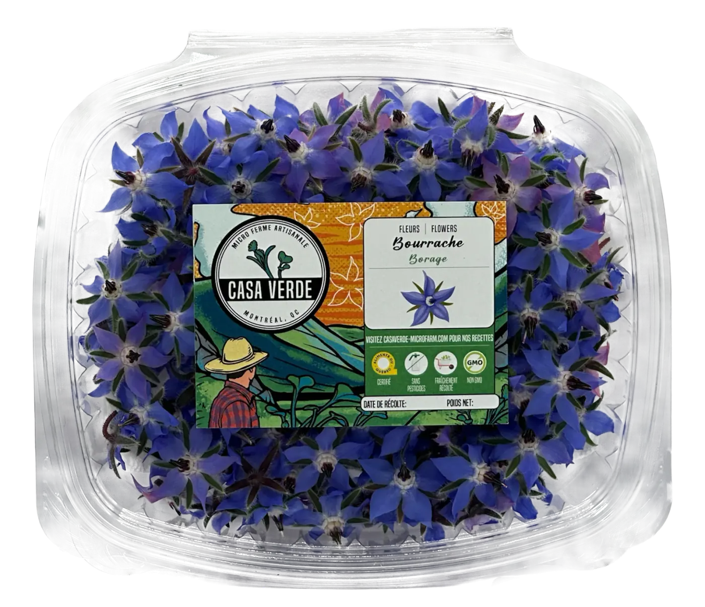 Micropousses de Fleurs comestibles de bourrache — Casa Verde Microfarm